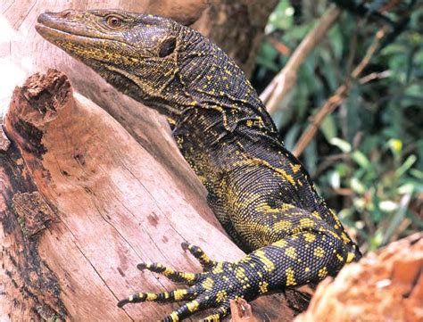 monitor lizard in the philippines.